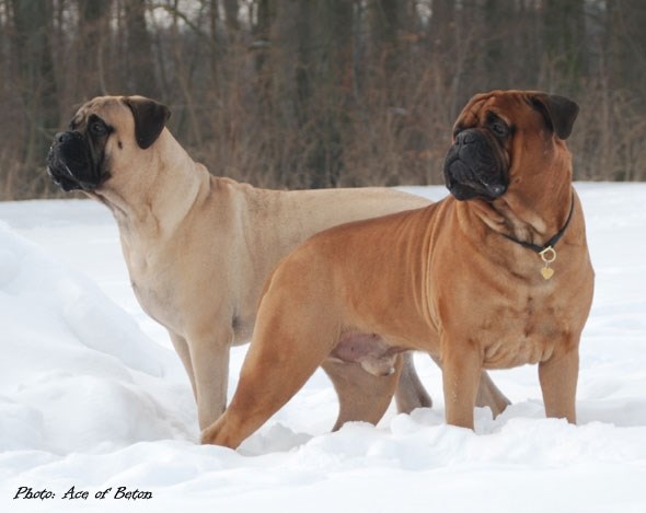 Bullmastiff kennel i Danmark Læs historien om her