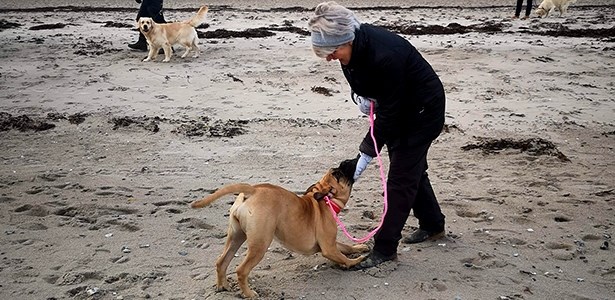 fokus-hundetraening